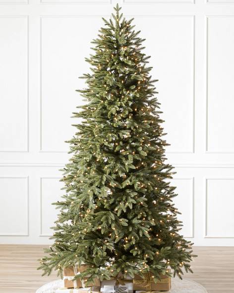 Stratford Spruce Tree-1